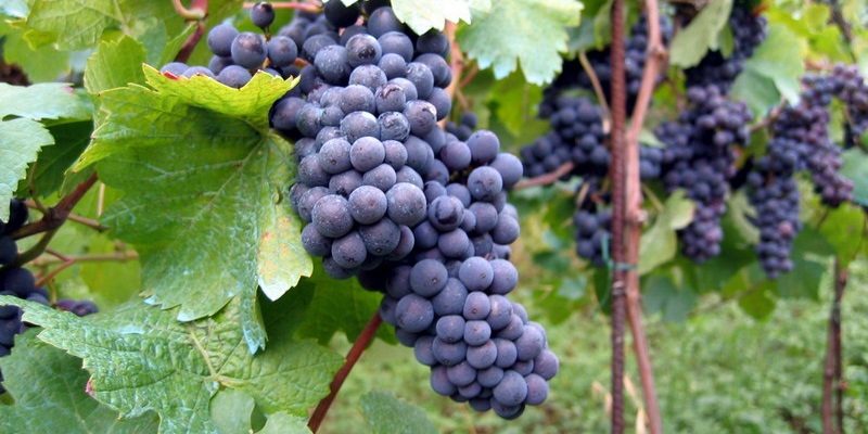 vente d’un domaine viticole dans le Languedoc